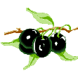 Image Olives